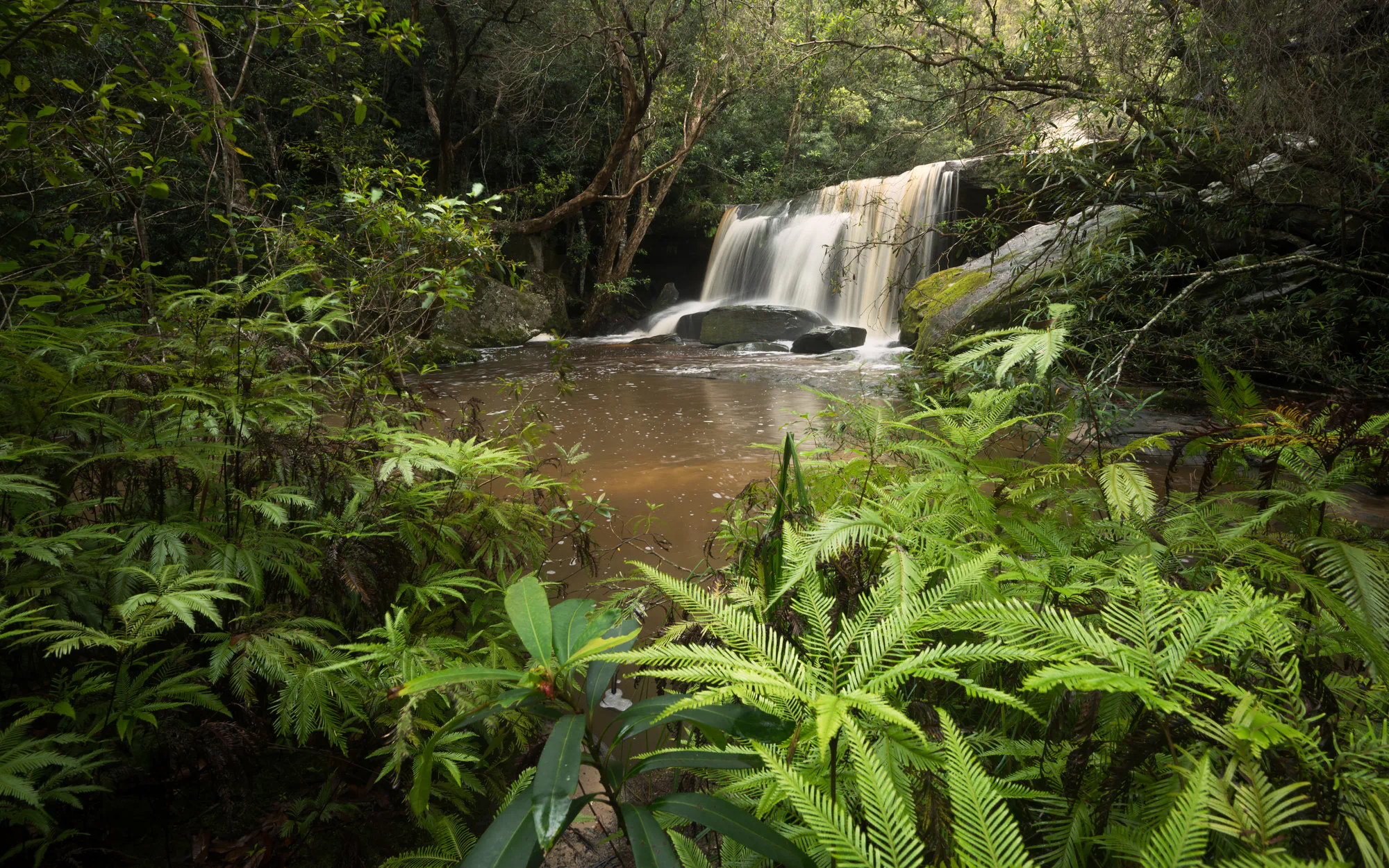 ferns and a waterfall